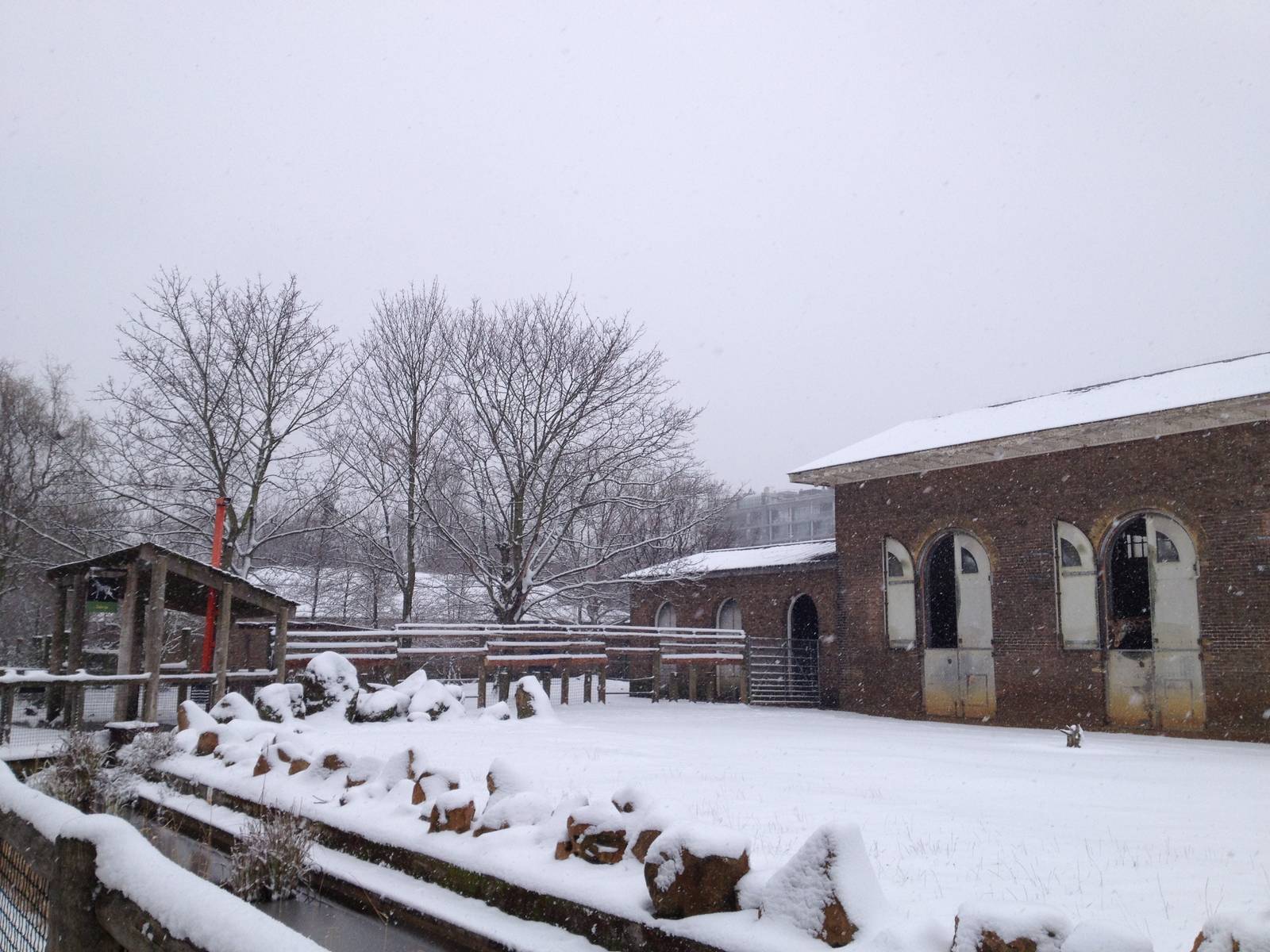 London Zoo January 2013