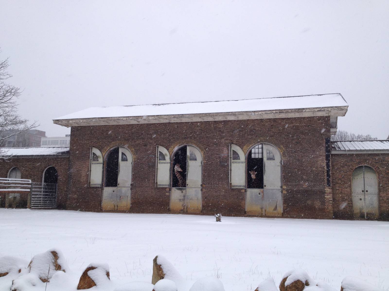 London Zoo January 2013