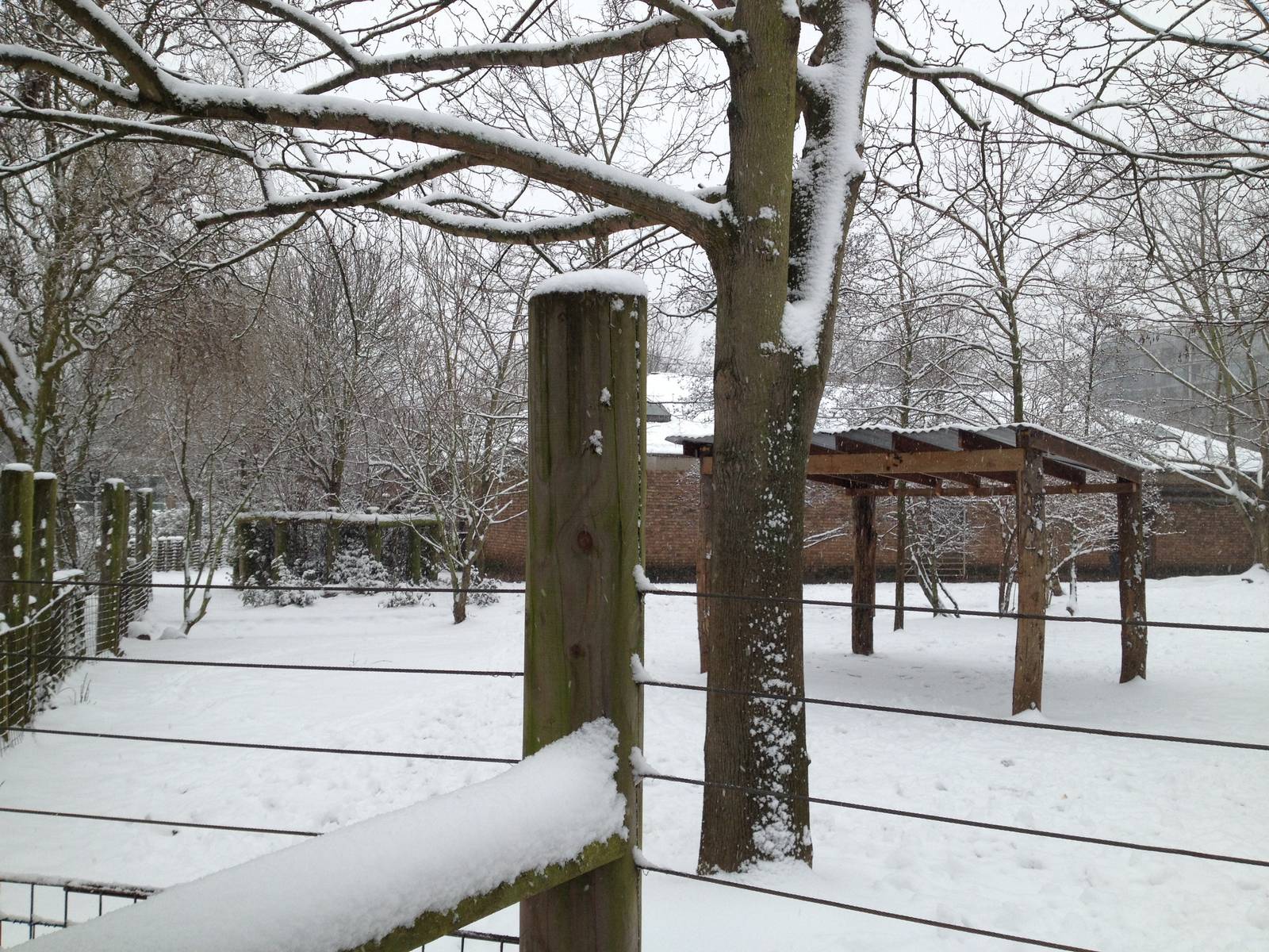 London Zoo January 2013