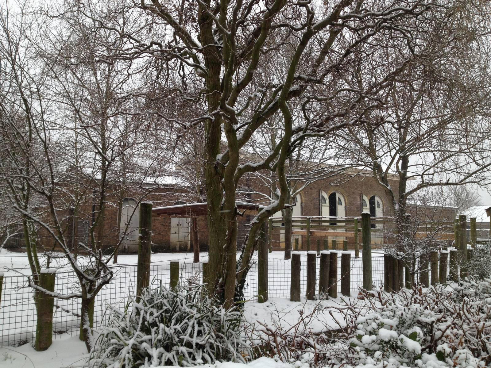 London Zoo January 2013