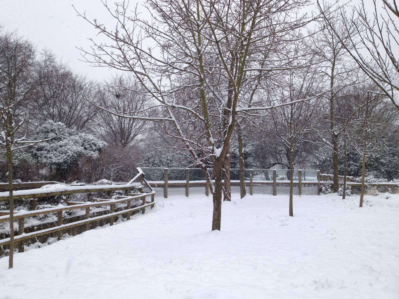 London Zoo January 2013