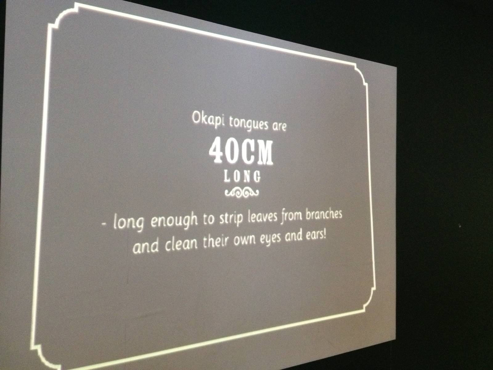 London Zoo January 2013