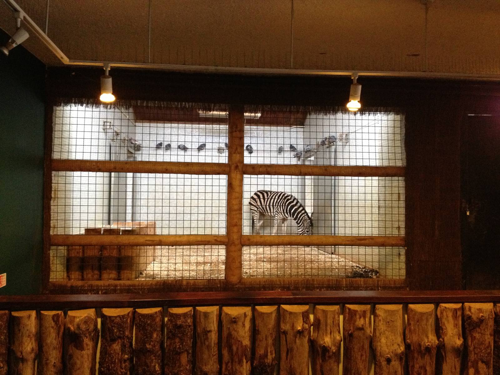 London Zoo January 2013