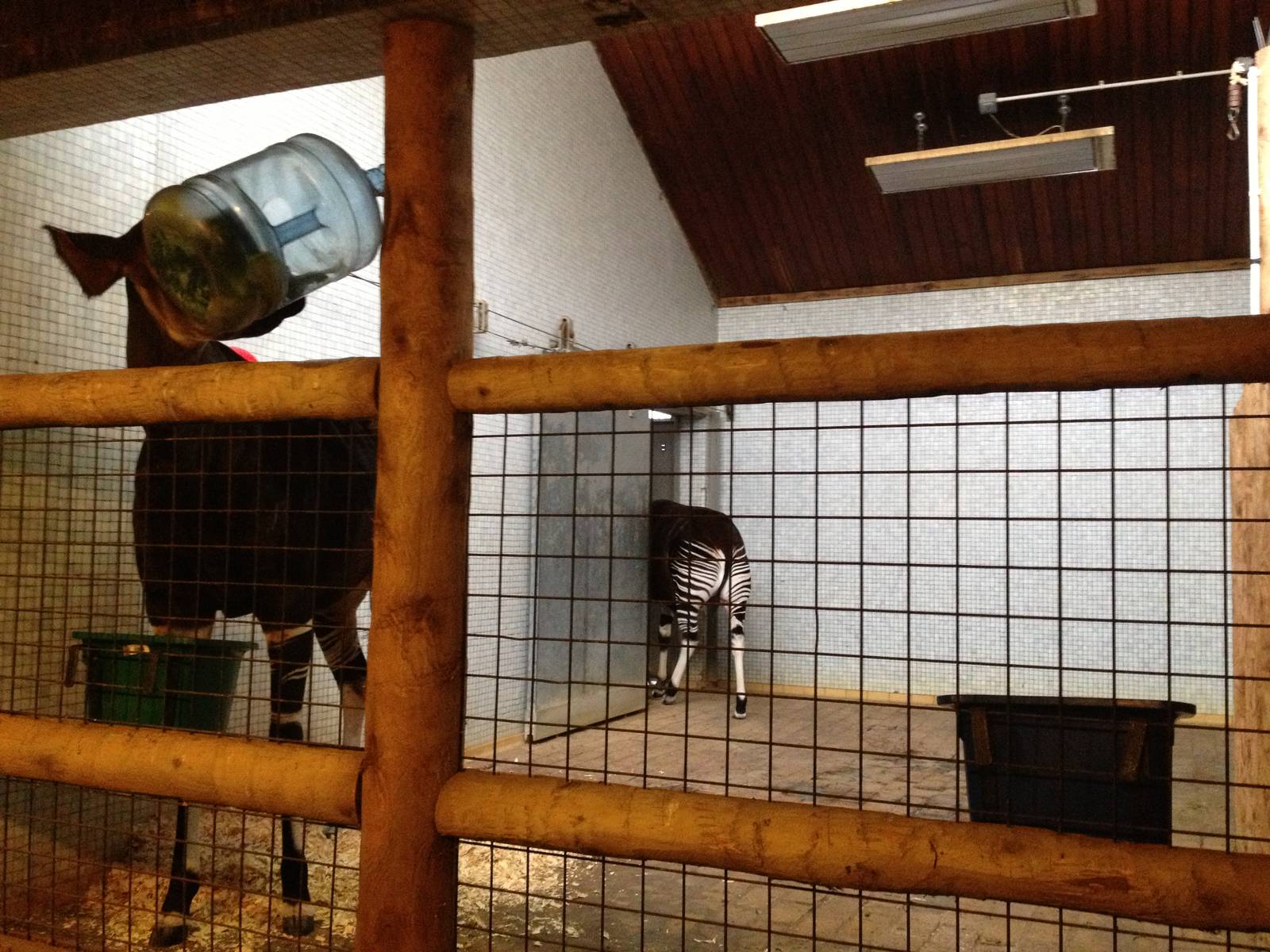 London Zoo January 2013