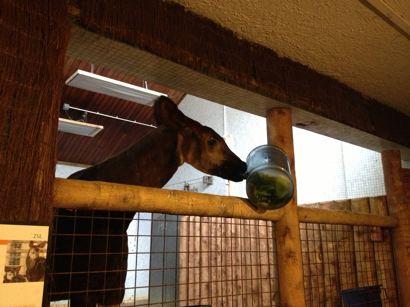 London Zoo January 2013