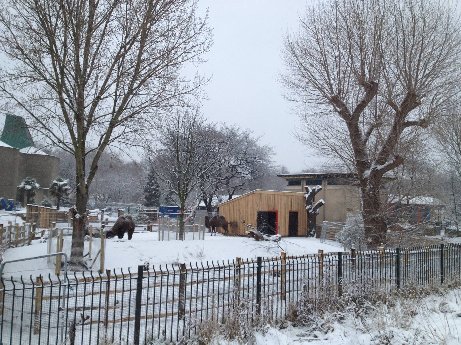 London Zoo January 2013