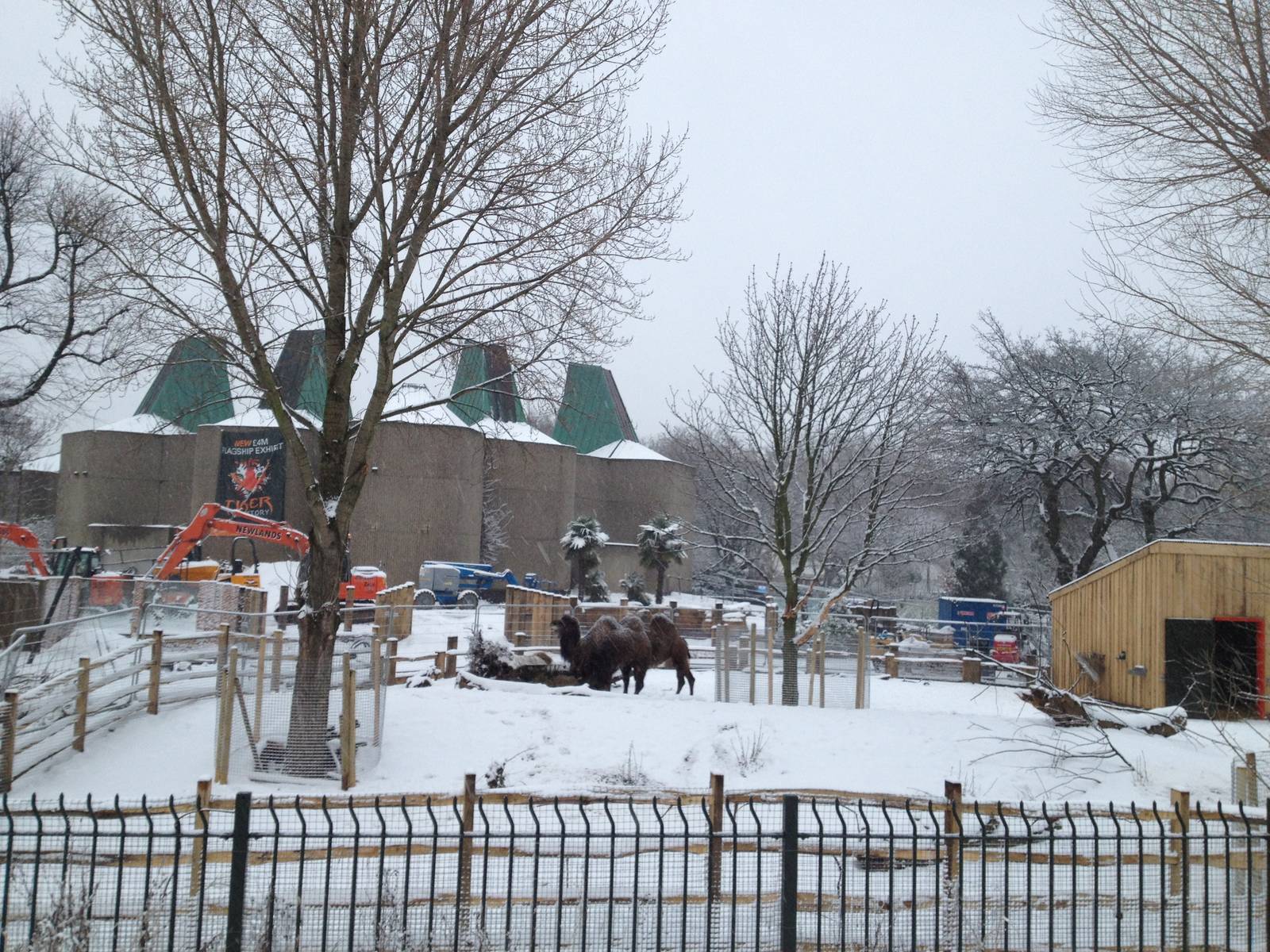 London Zoo January 2013