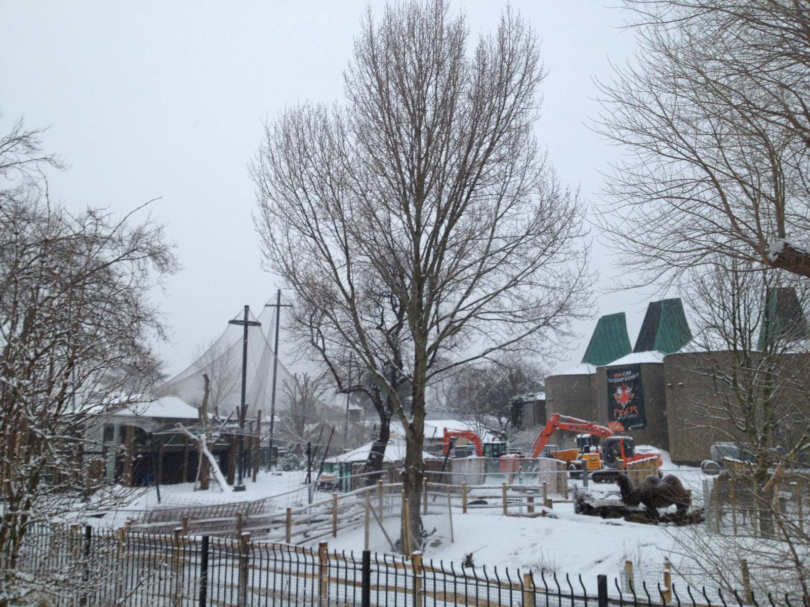 London Zoo January 2013