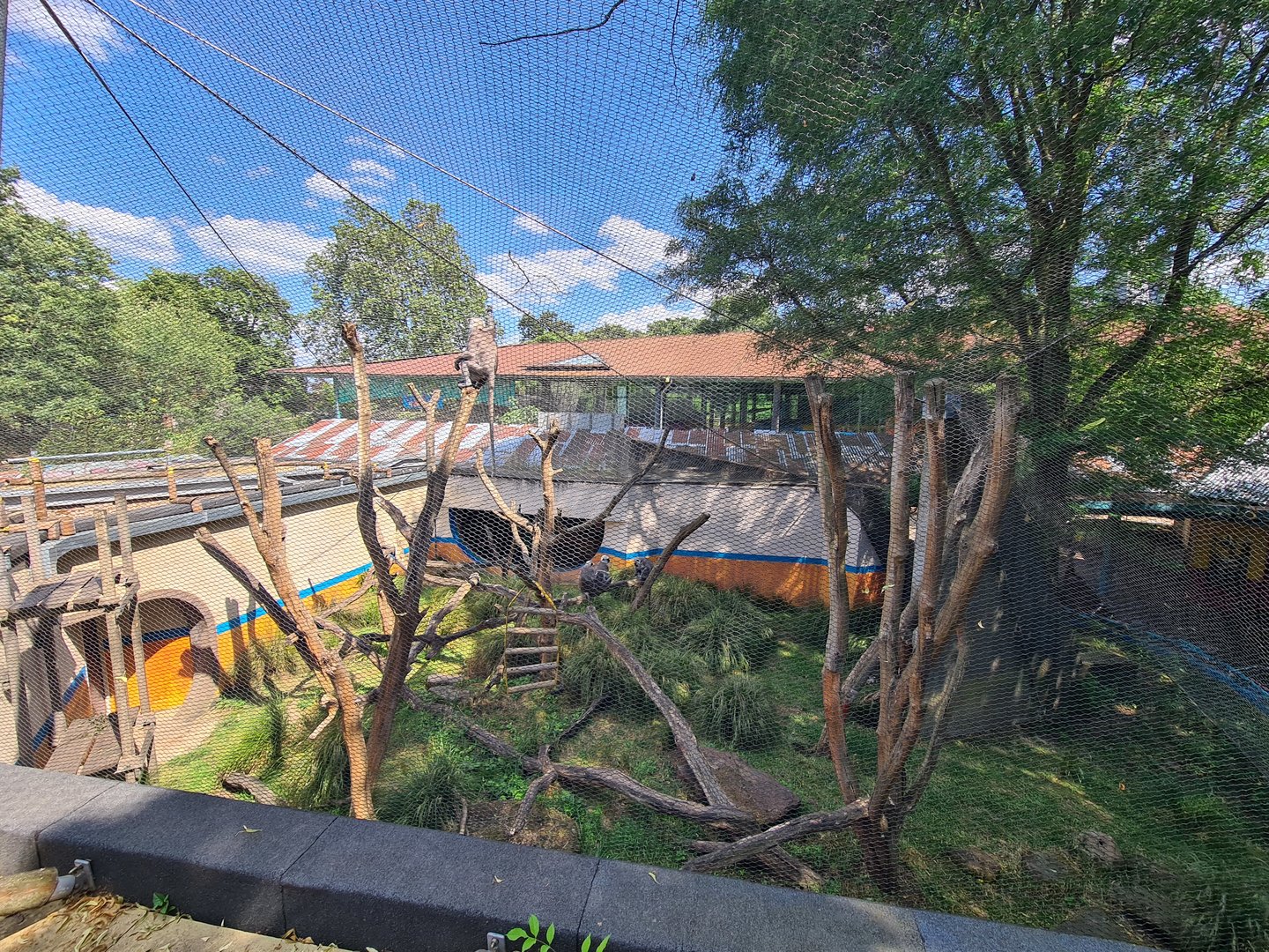 London Zoo - Langur exhibit