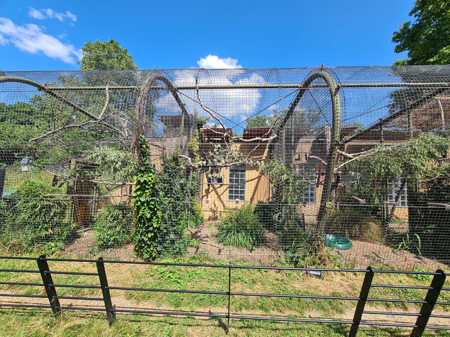 London Zoo - Macaw exhibits
