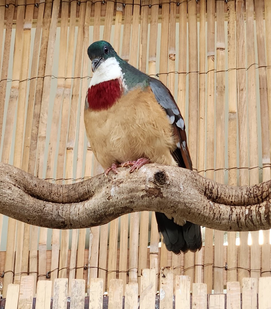 London Zoo - Mindanao Bleedingheart