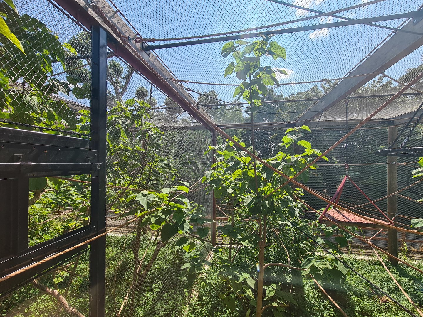 London Zoo - Northern white-cheeked gibbon exhibit