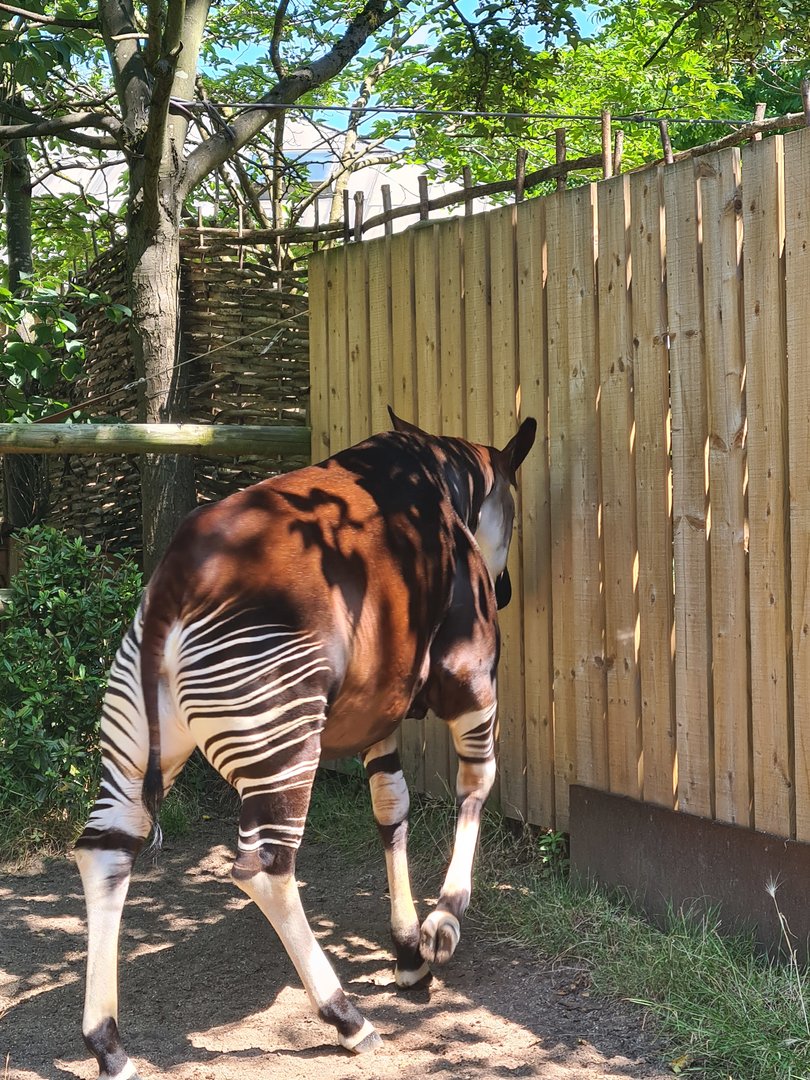 London Zoo - Okapi