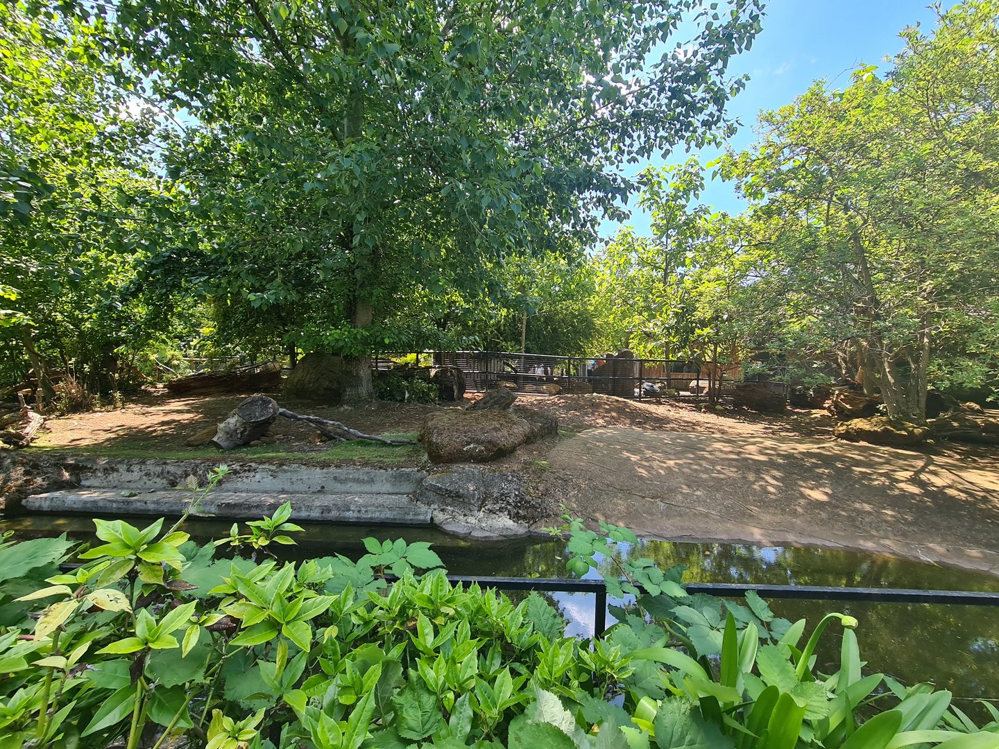 London Zoo - Pygmy Hippo exhibit