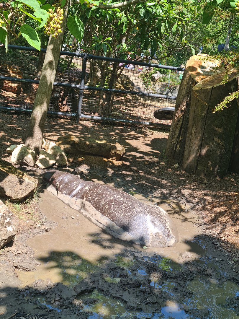 London Zoo - Pygmy Hippo wallowing