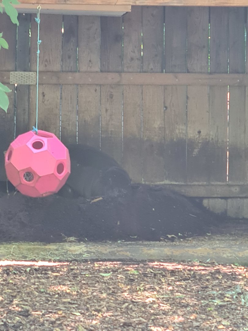 London Zoo - Pygmy Hippo
