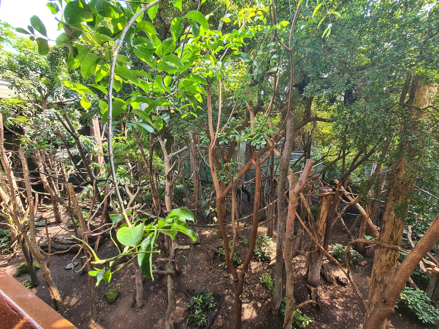 London Zoo - Rainforest House