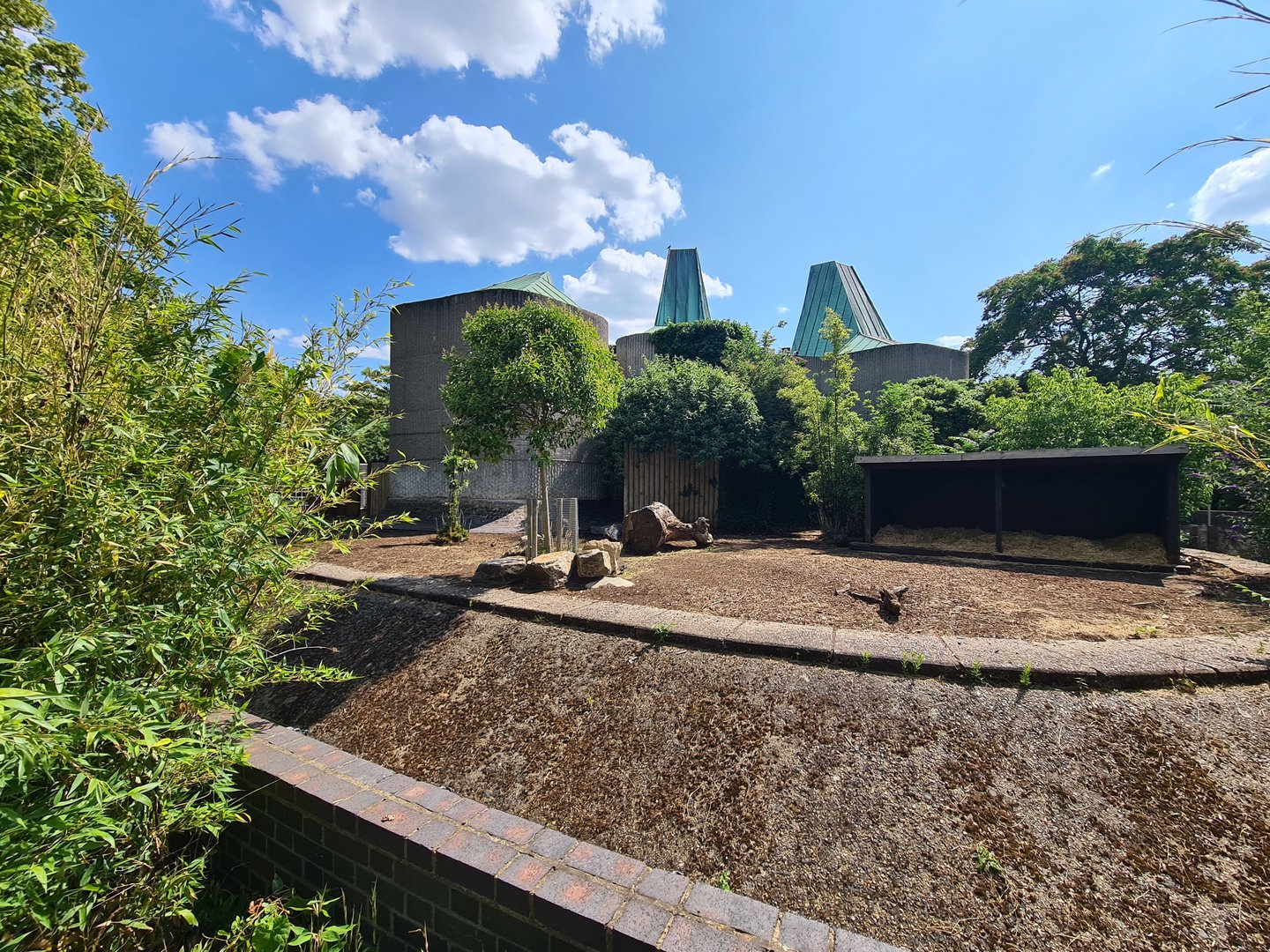London Zoo - Red river hog exhibit