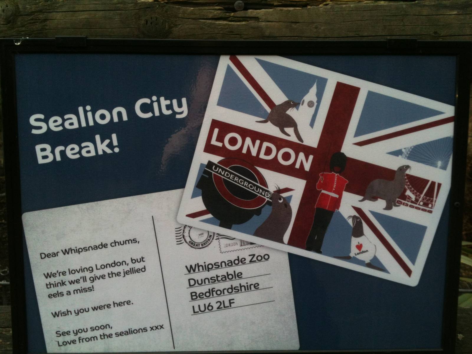 London Zoo sea lions