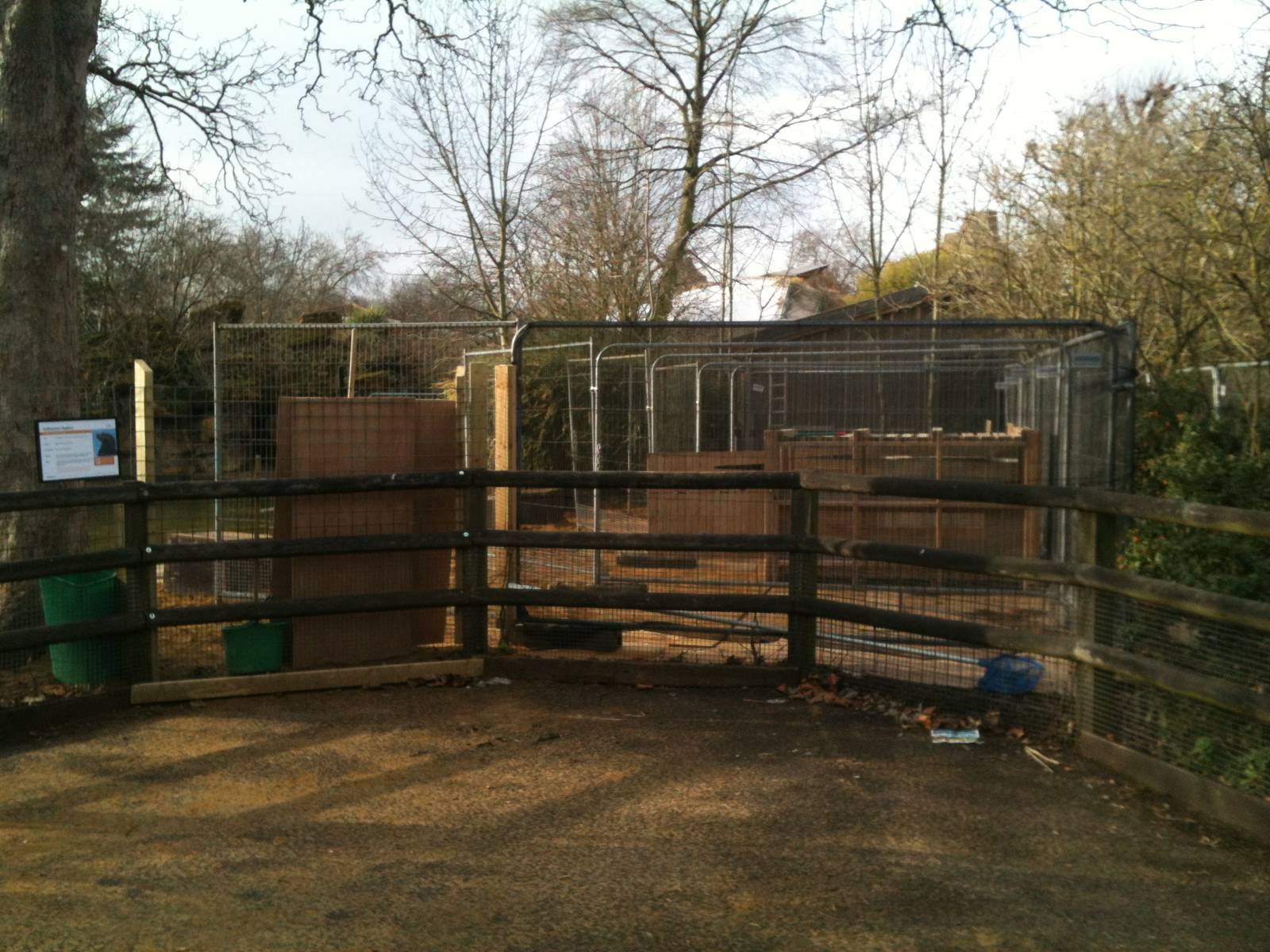 London Zoo sea lions