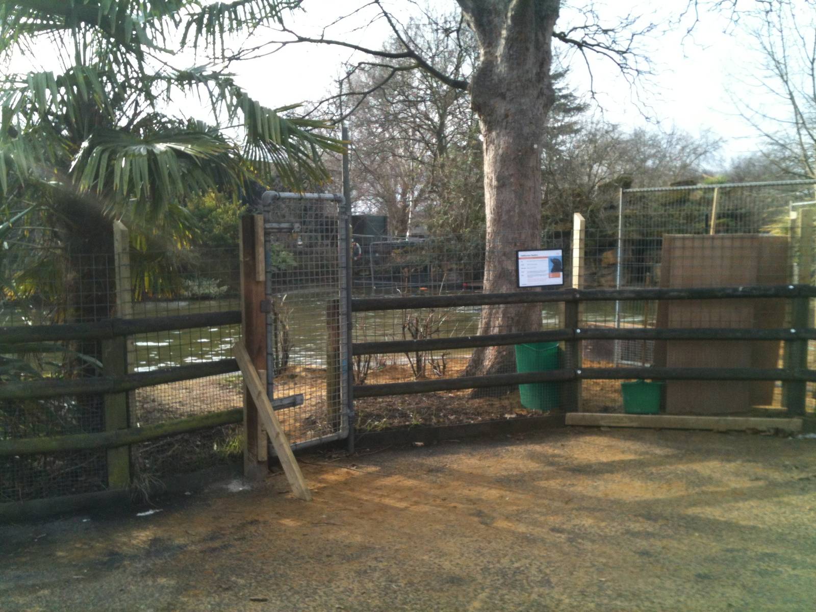London Zoo sea lions