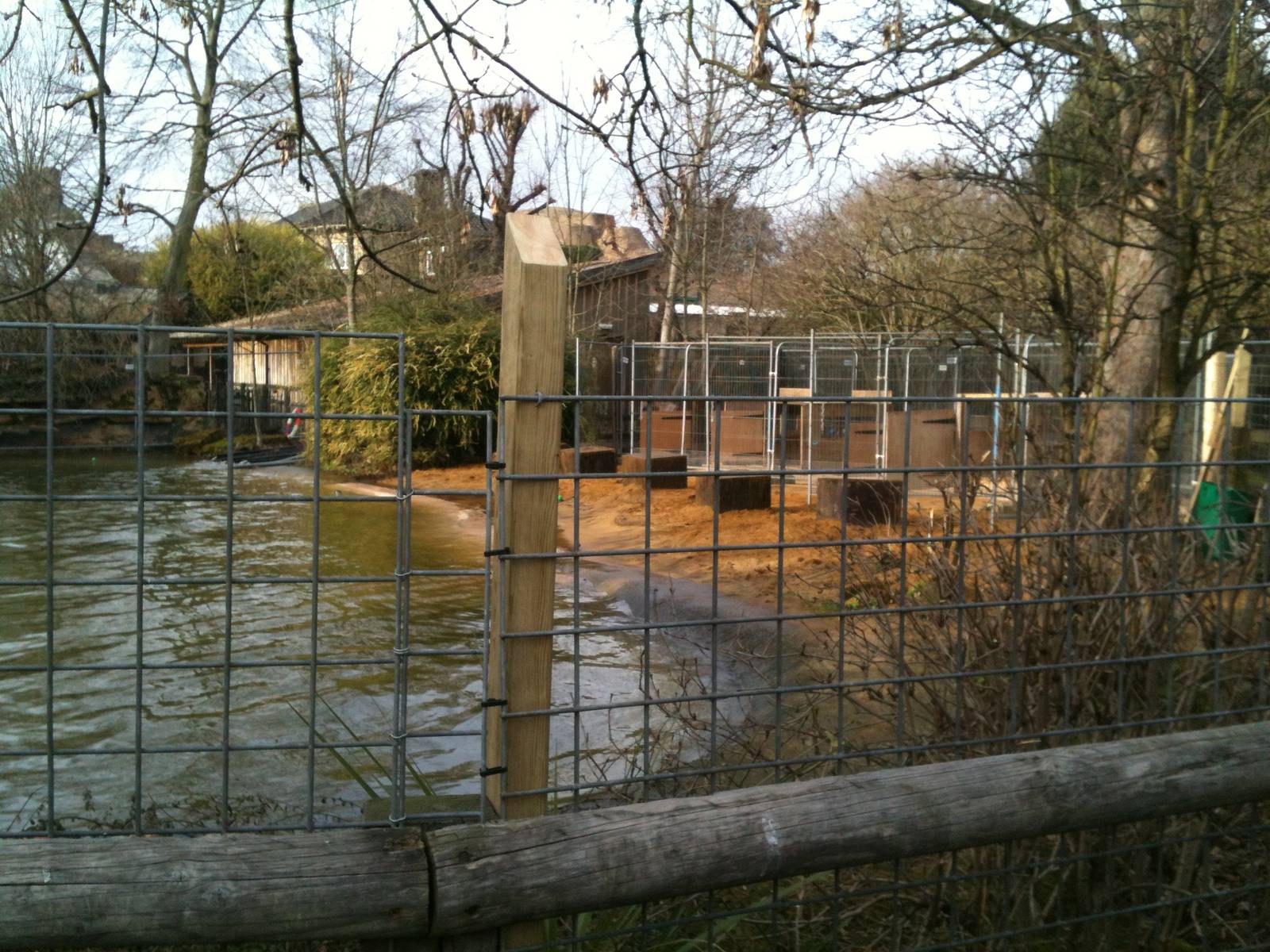 London Zoo sea lions