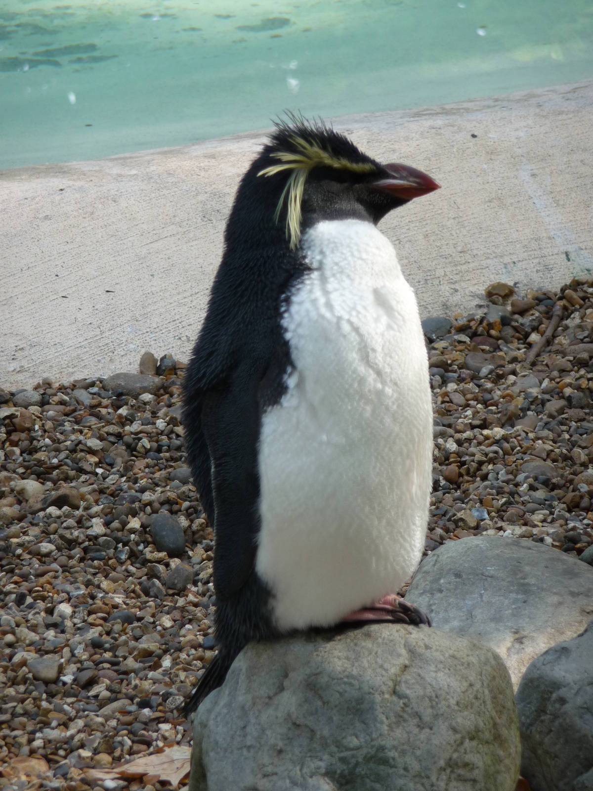 London Zoo - September 2009