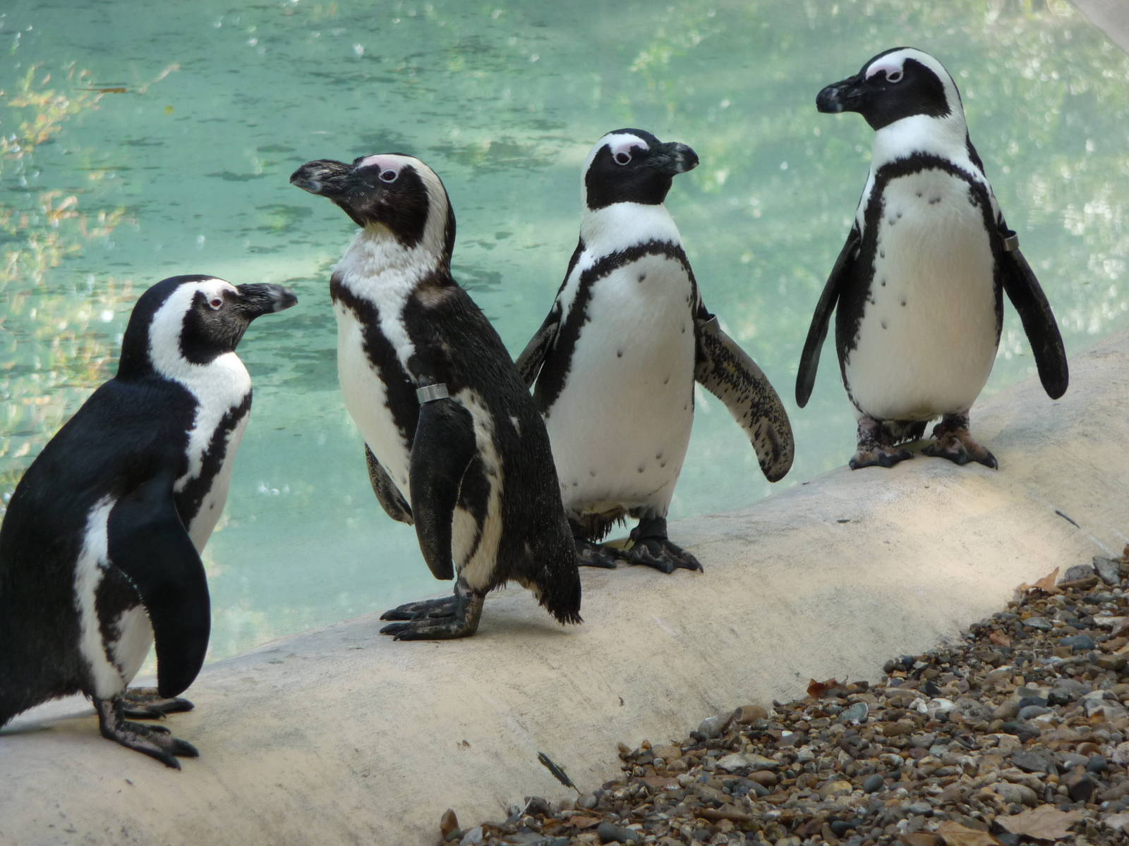 London Zoo - September 2009