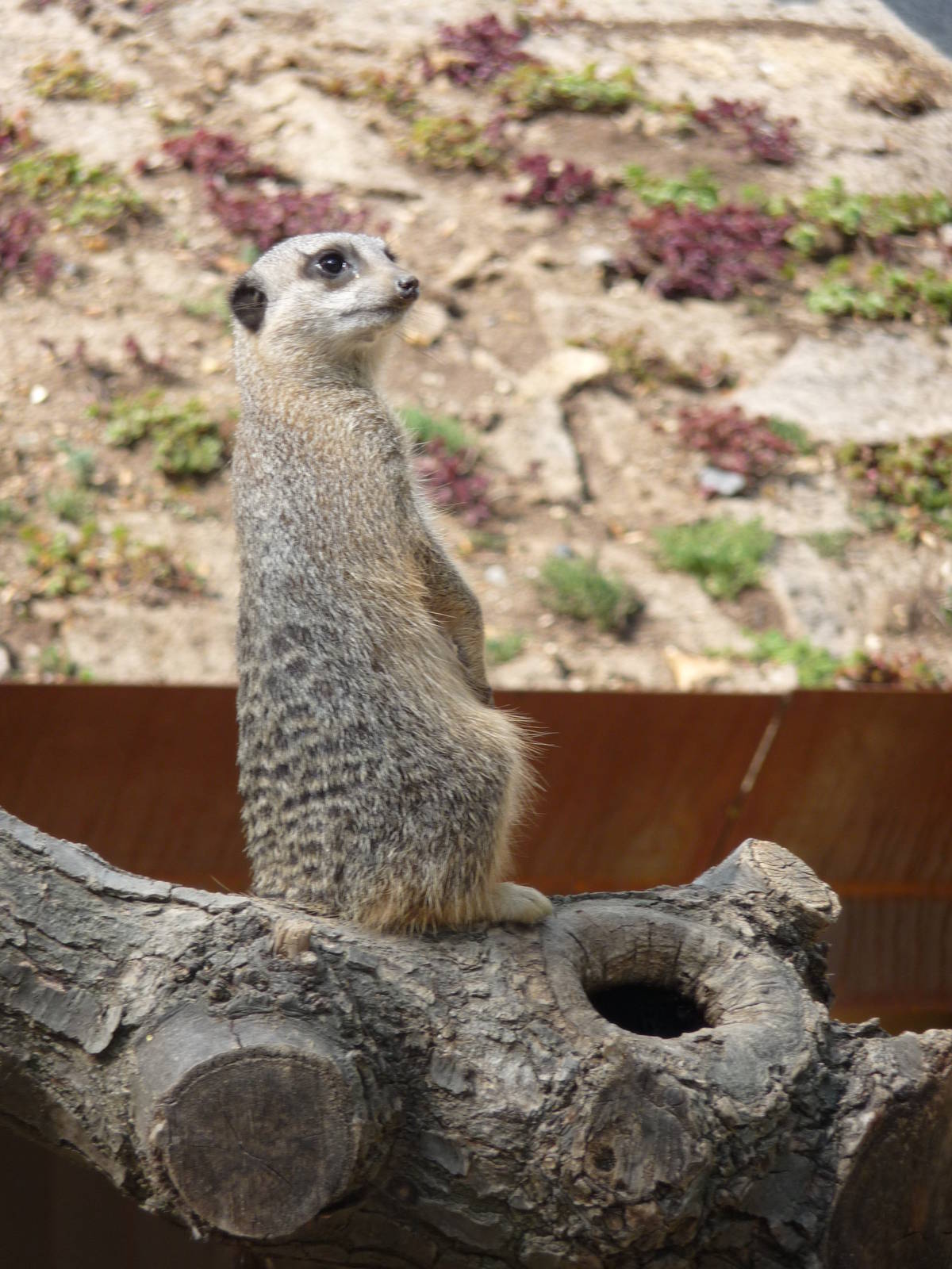 London Zoo - September 2009