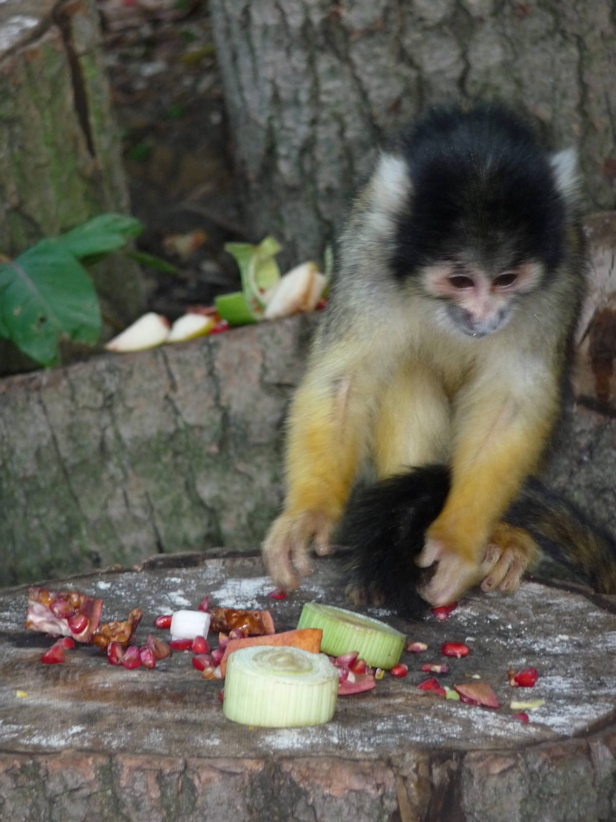 London Zoo - September 2009