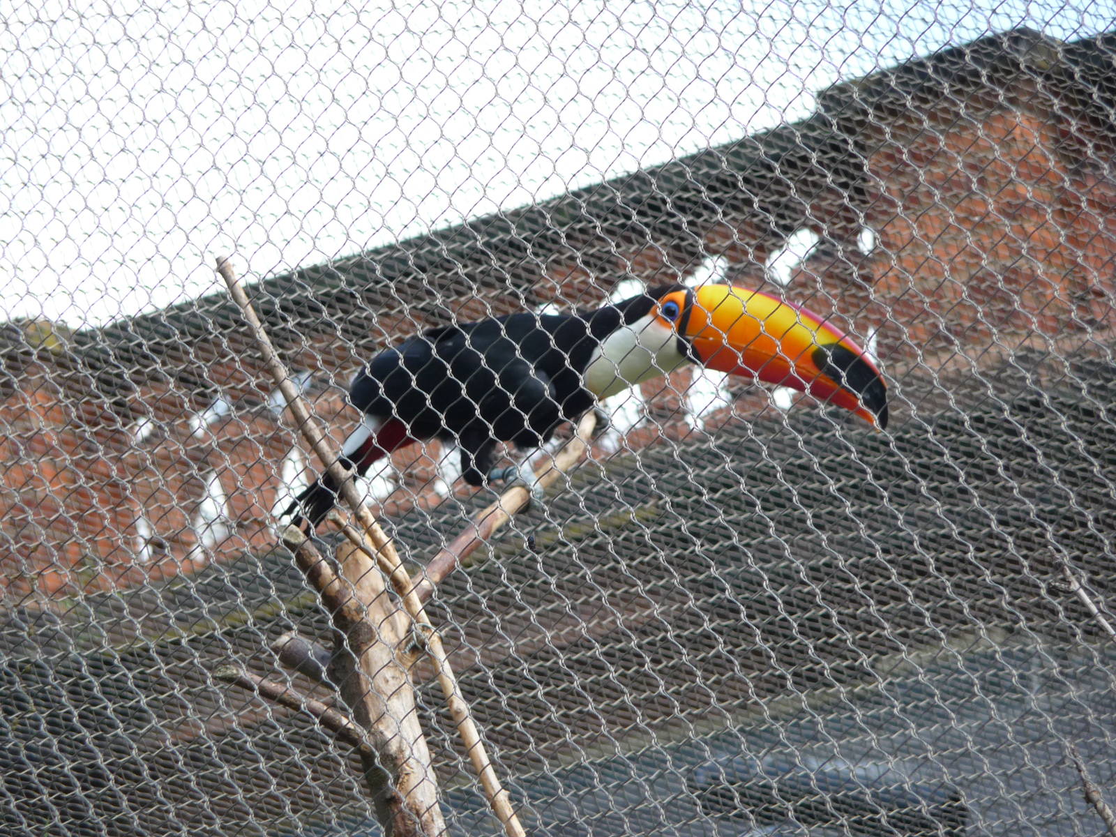 London Zoo - September 2009