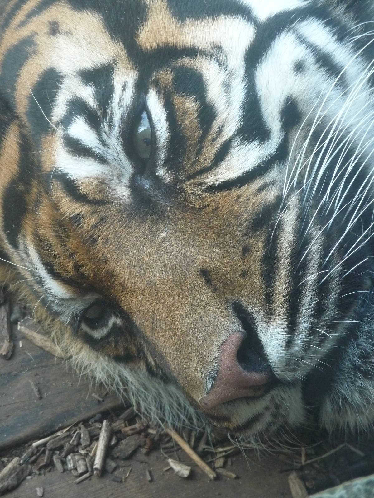 London Zoo - September 2009