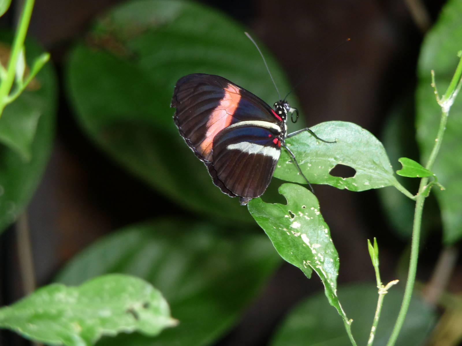 London Zoo - September 2009