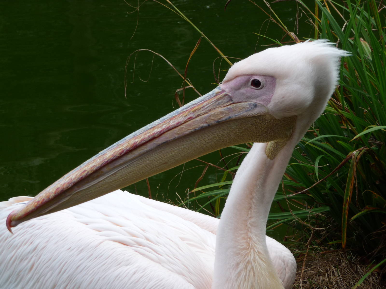 London Zoo - September 2009