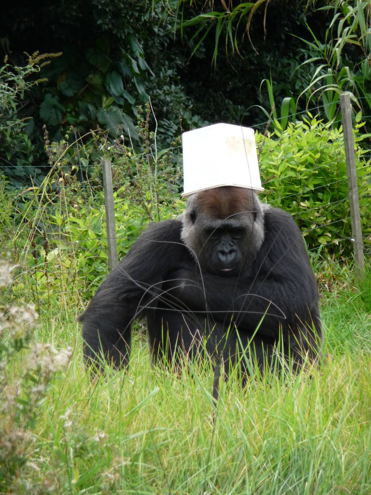 London Zoo - September 2009