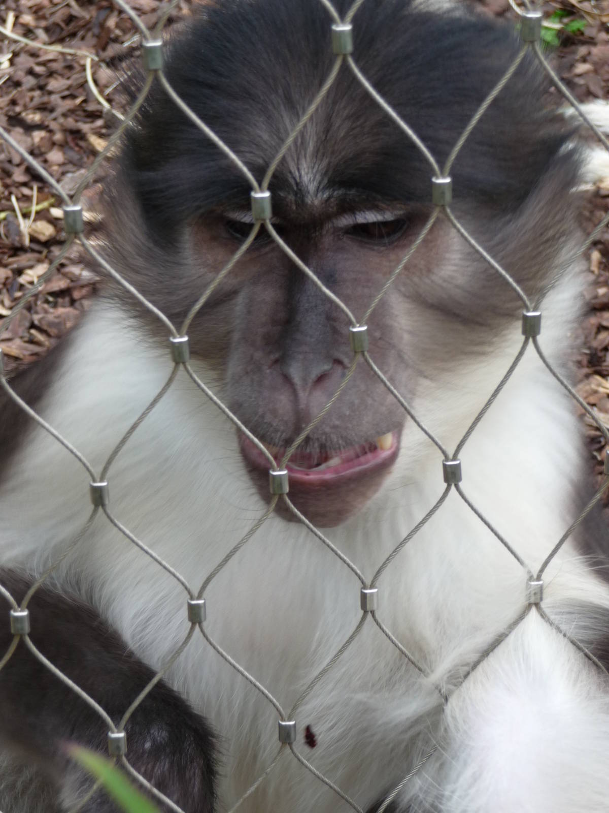 London Zoo - September 2009