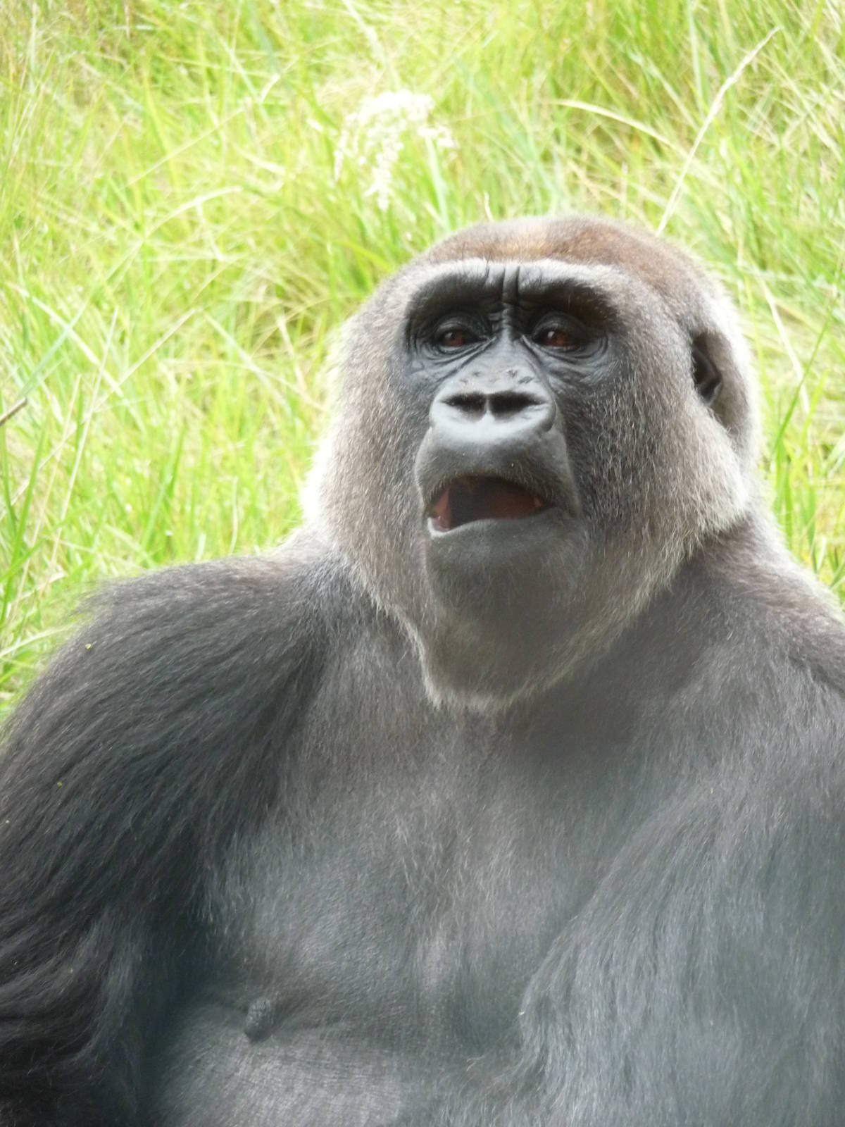 London Zoo - September 2009