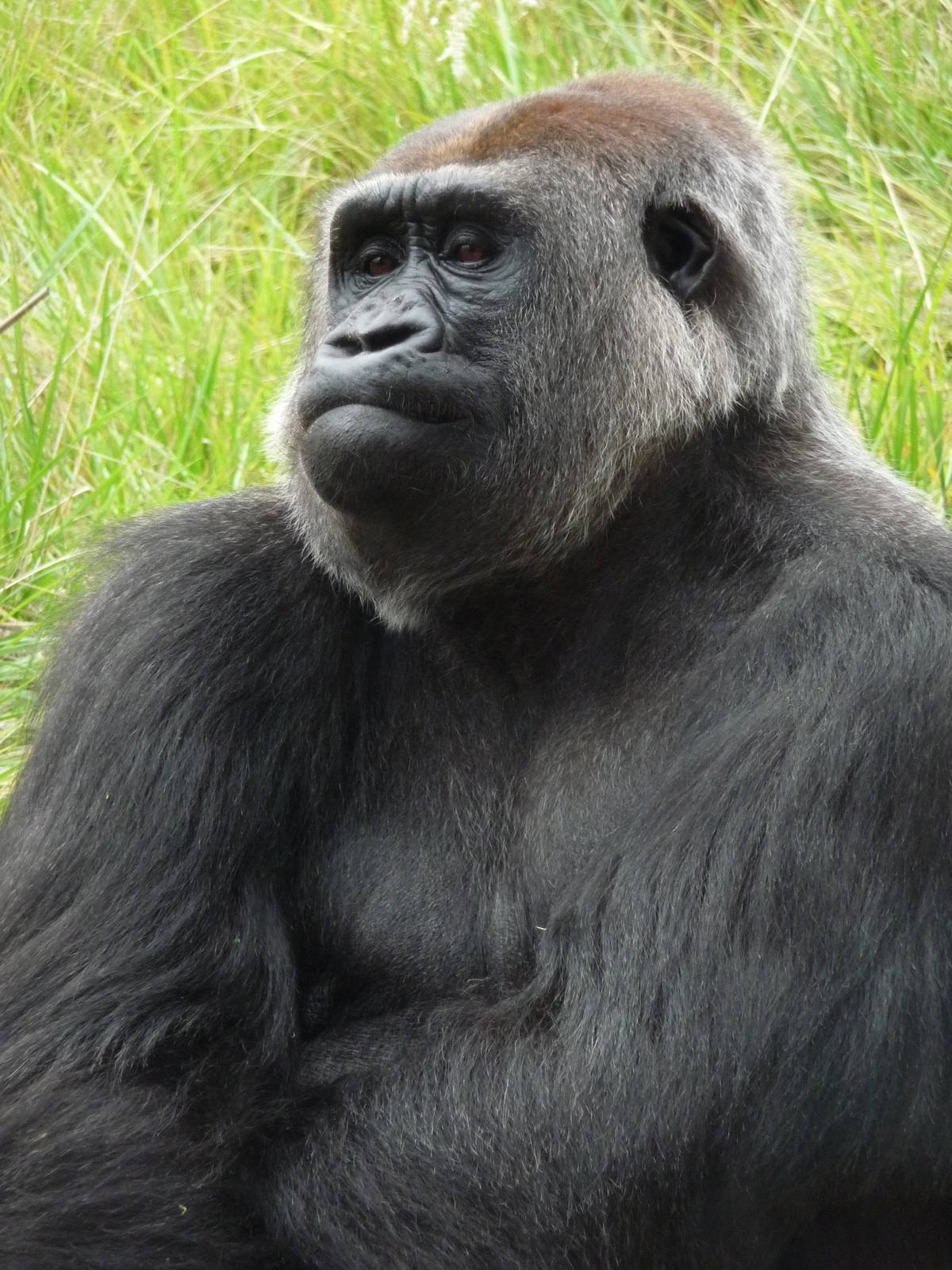 London Zoo - September 2009