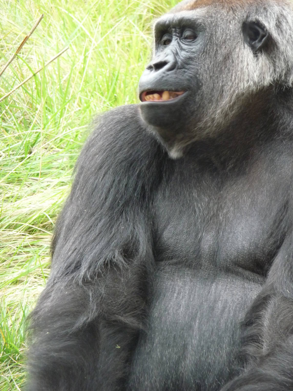 London Zoo - September 2009