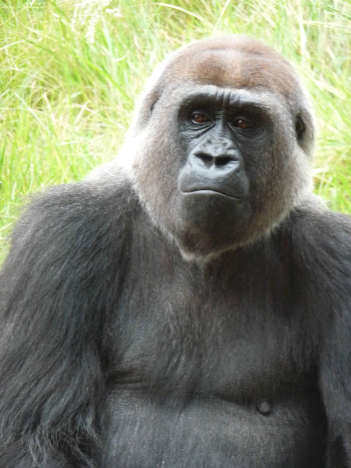 London Zoo - September 2009