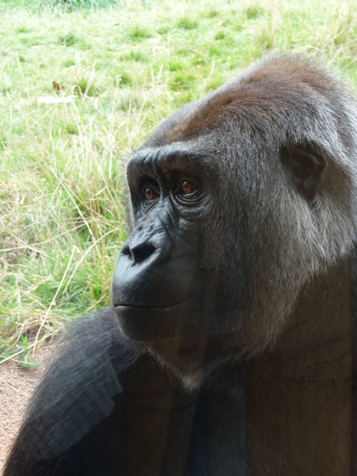 London Zoo - September 2009