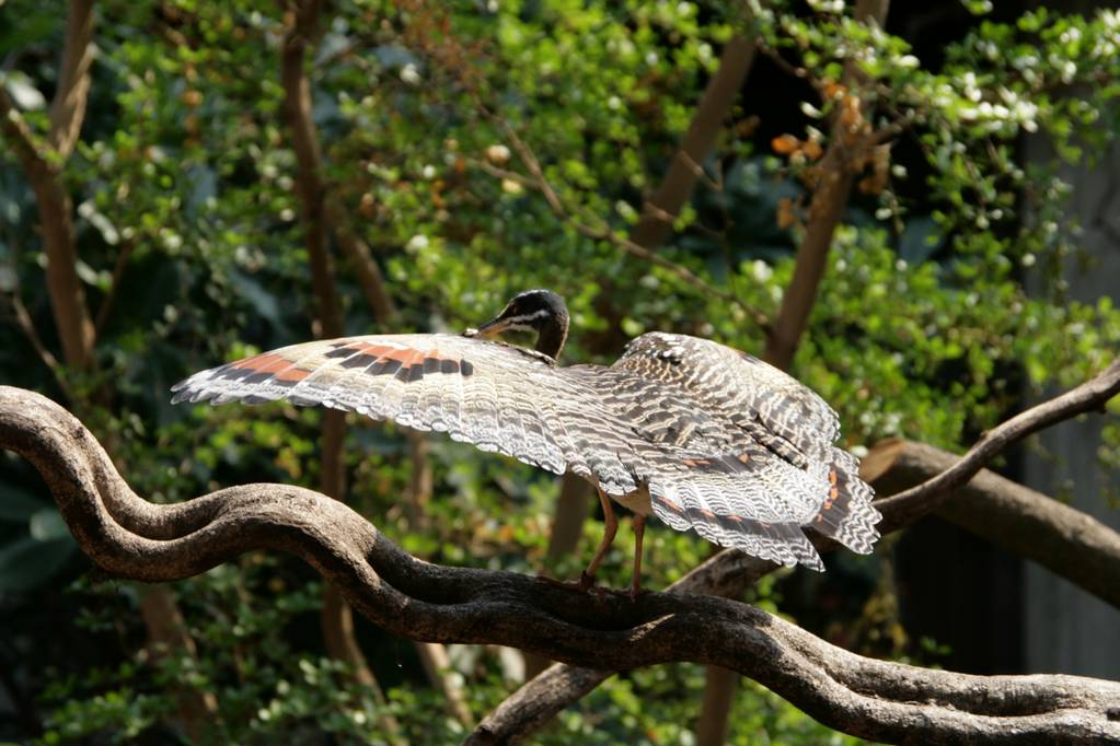 London Zoo Sun bittern, Clore rainforest exhibit