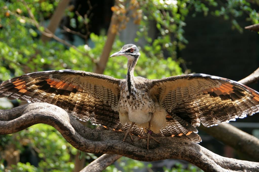 London Zoo Sun bittern, Clore rainforest exhibit