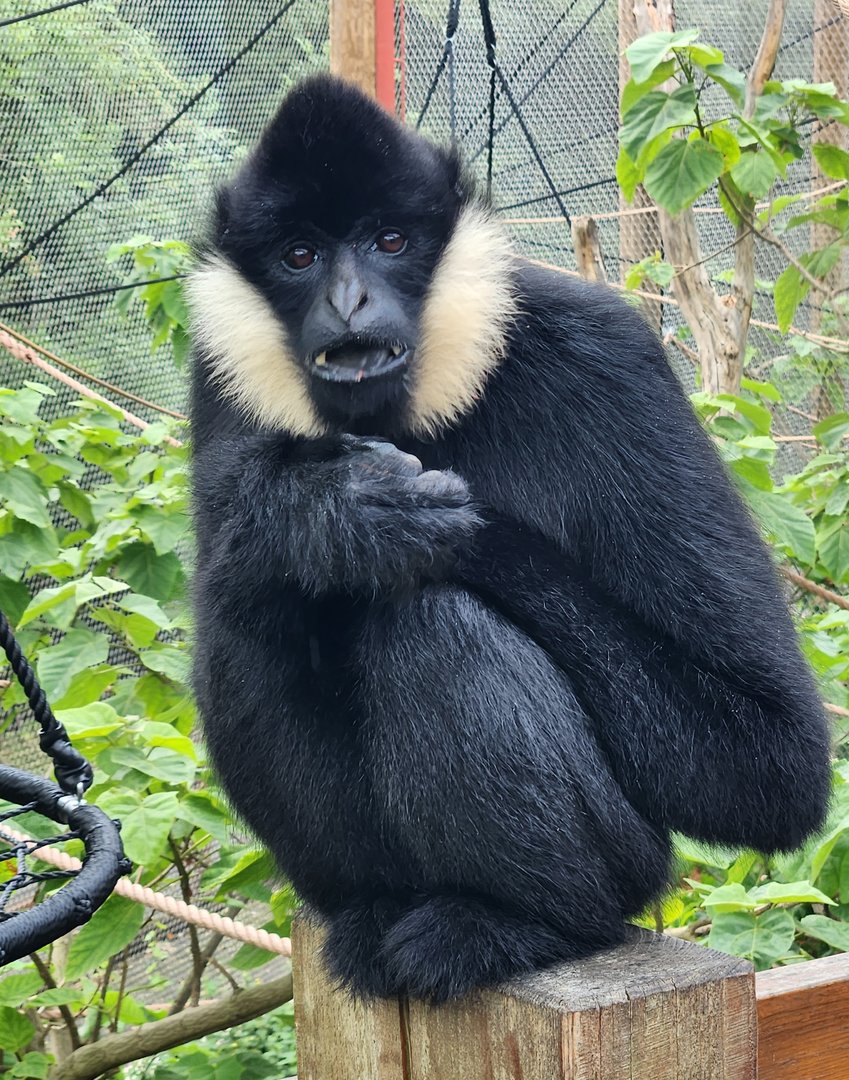 London Zoo - White-cheeked Gibbon