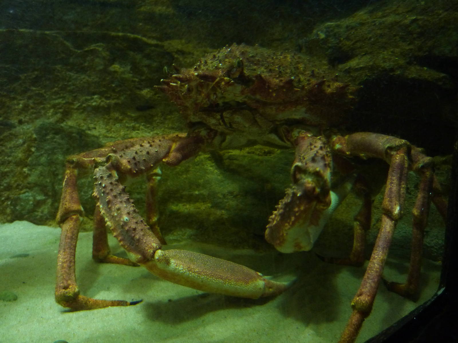 London's answer to Crabzilla