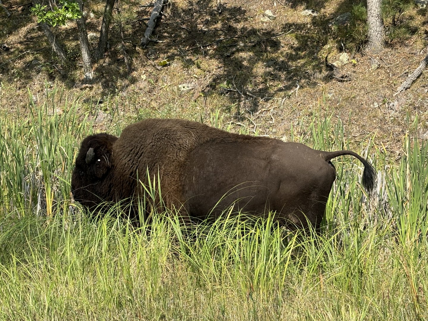 Lone Bison @ Custer State Park