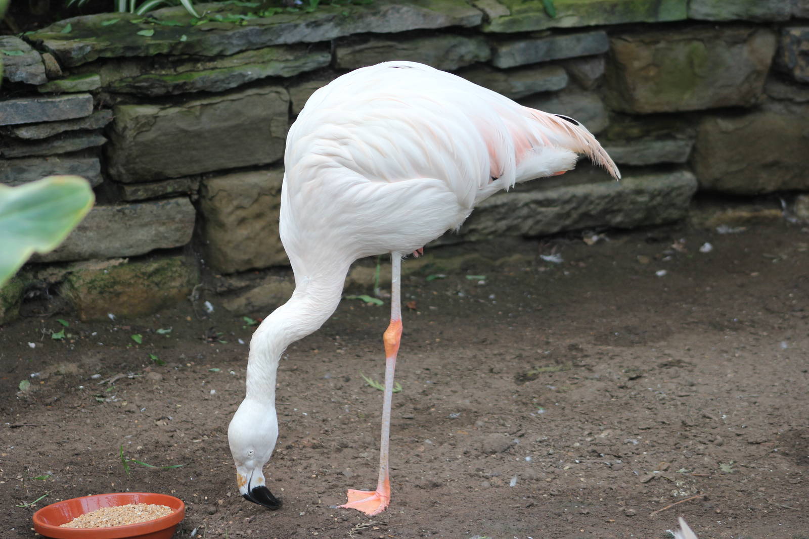 Lone Chilean flamingo