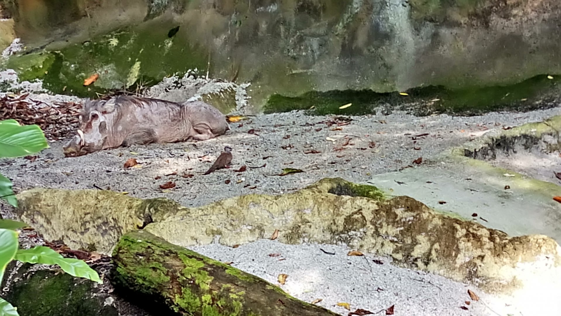 Lone "Desert" warthog