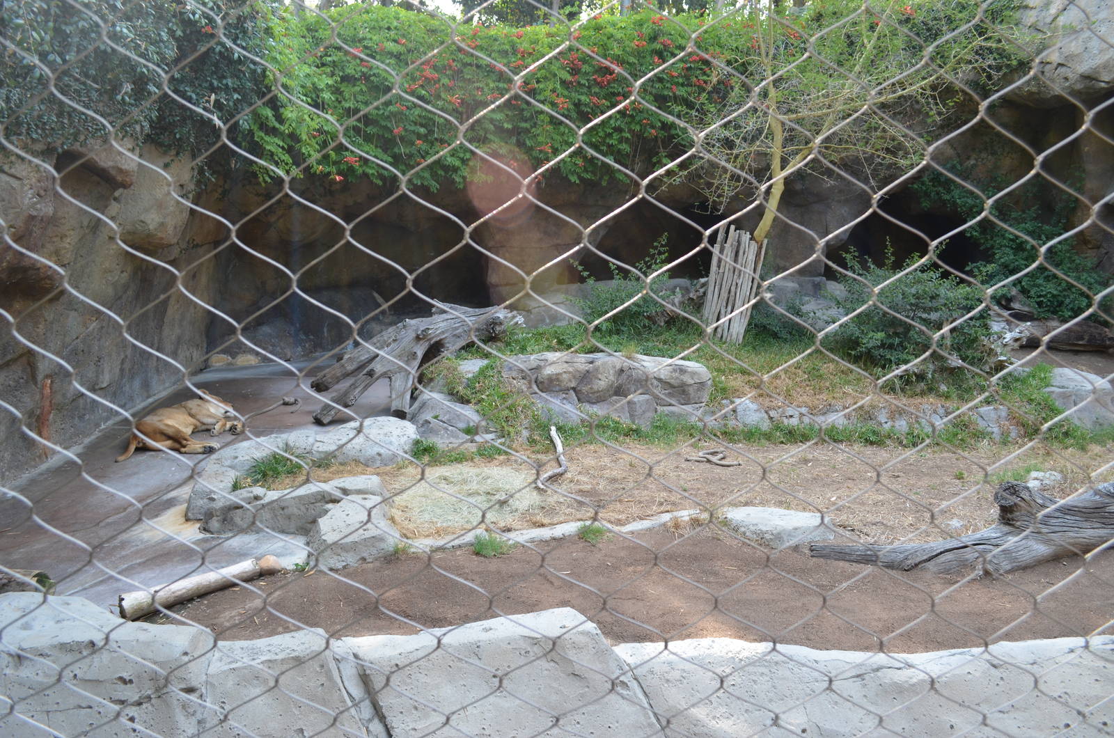 Lone Elderly Transvaal Lioness