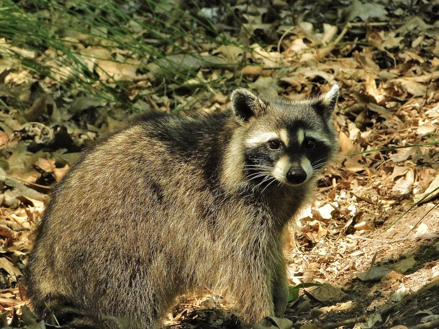Lone Elk County Park-Raccoon